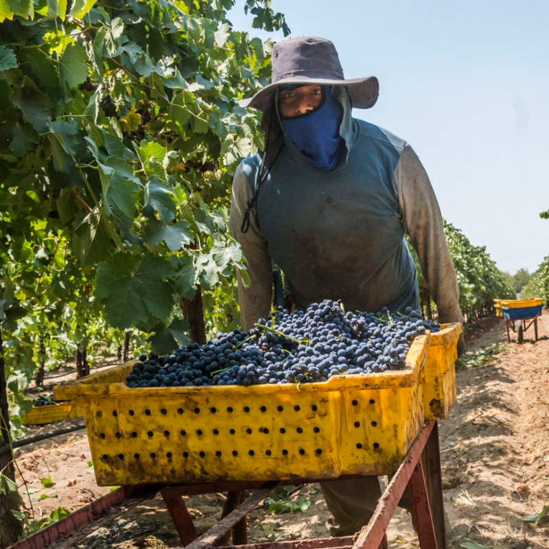 Farmworker pushing a wheelbarrow full of fruit.